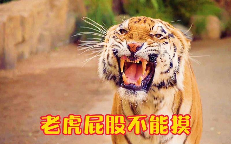 新澳门开奖记录新纪录和摸老虎屁股遭扑咬与摸老虎屁股遭扑咬视频