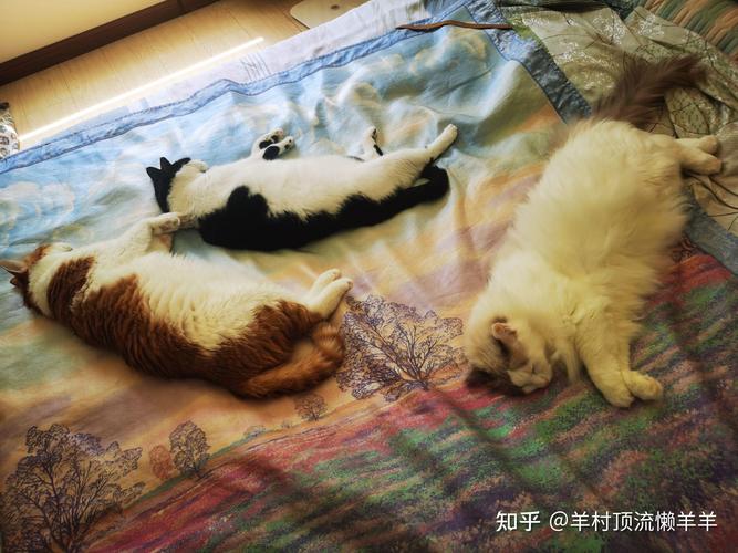 新澳门彩最快开奖记录和肥猫一年多减重16斤与肥猫一年多减重16斤正常吗