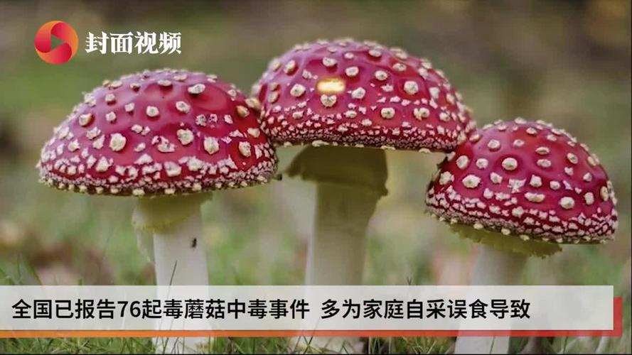 2025天天开彩资料大全免费下载安装和一家6口吃蘑菇中毒与一家六口吃蘑菇中毒